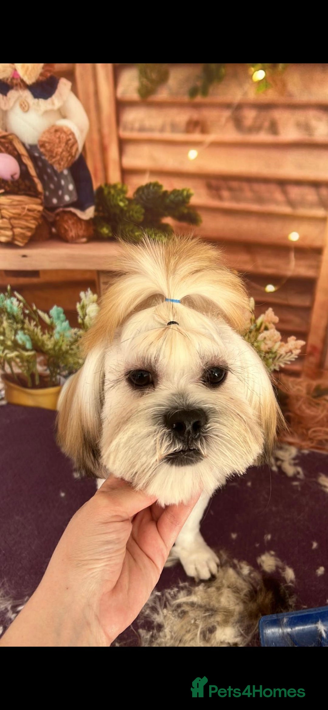 Lhasa Apso dogs for stud: KC registered experienced Champagne boy for stud in Chelmsford - Advert 4