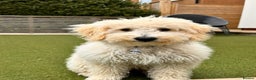 Bordoodle dogs for sale: F1 & F1b Bordoodle pups expected - Advert 21