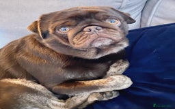 Pug dogs for sale: Chocolate Brown Pug - Image 4
