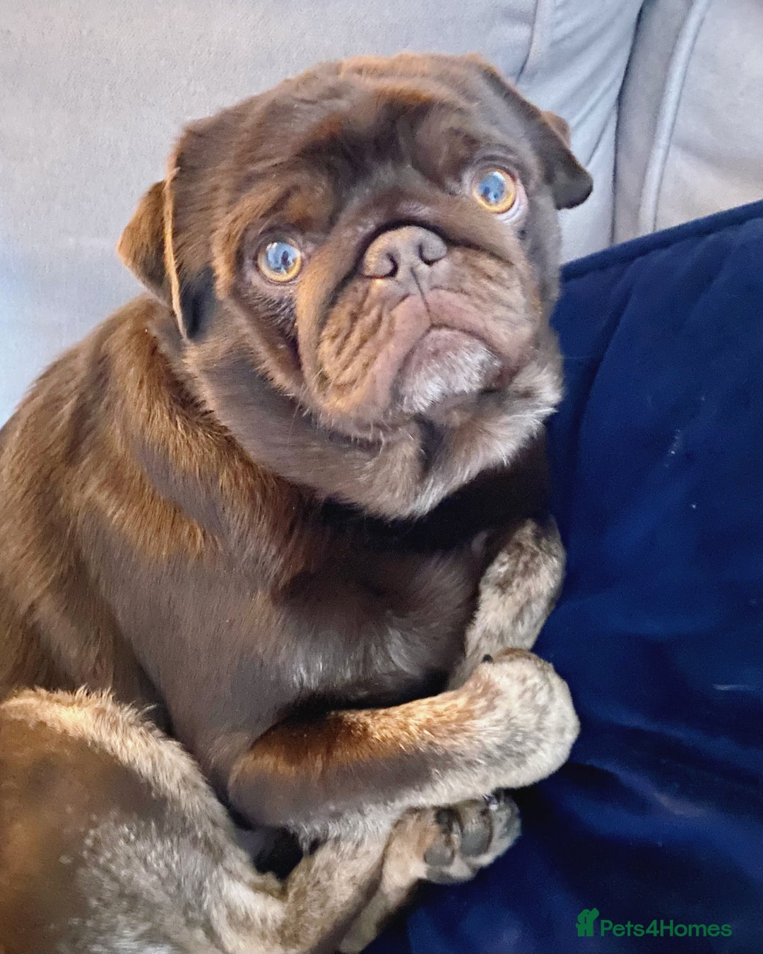 Pug dogs for sale: Chocolate Brown Pug - Image 4
