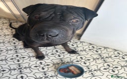 Mixed Breed dogs for sale: 2 year old Sharweiler (Sharpei x Rottweiler) - Image 10