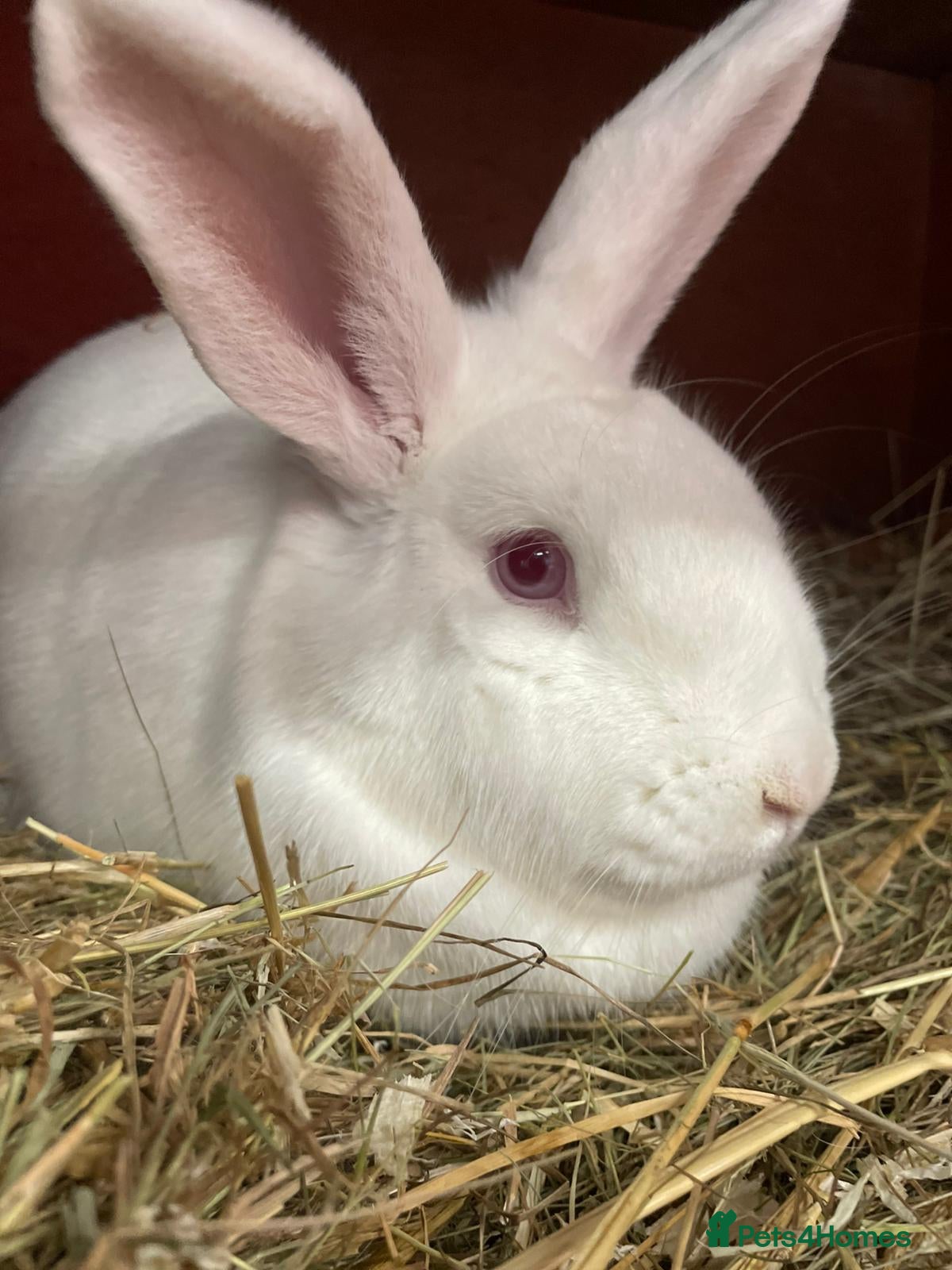 Mixed Breed rabbits Marshmellow  - Advert 1