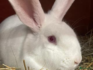 Mixed Breed rabbits Marshmellow - Advert 1