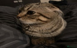 Scottish Fold cats for sale: Scottish fold male in Bedworth - Image 6