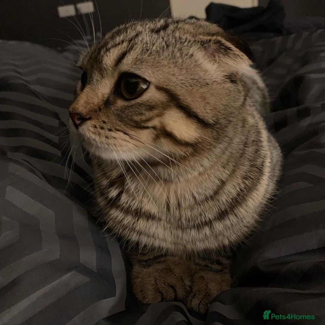 Scottish Fold cats for sale: Scottish fold male in Bedworth - Image 6