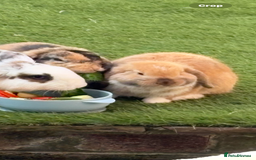 Mini Lop rabbits for sale: Mini lop for sale  - Image 4