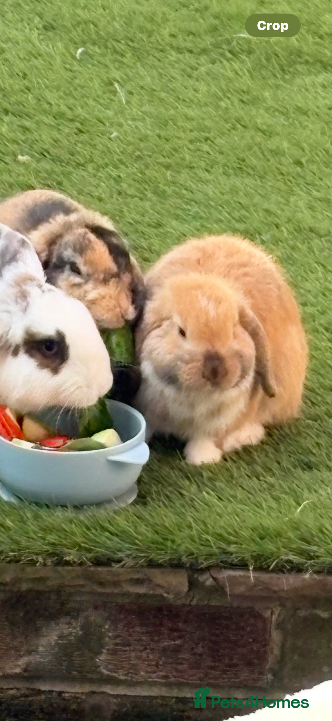Mini Lop rabbits for sale: Mini lop for sale  - Image 4