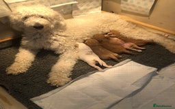 Goldendoodle dogs for sale: Goldendoodle Double Doodle pups for sale - Image 25