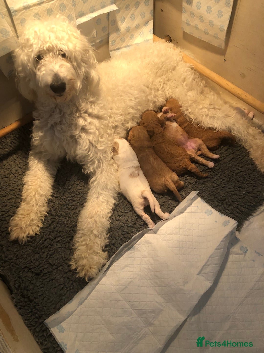 Goldendoodle dogs for sale: Goldendoodle Double Doodle pups for sale - Image 25
