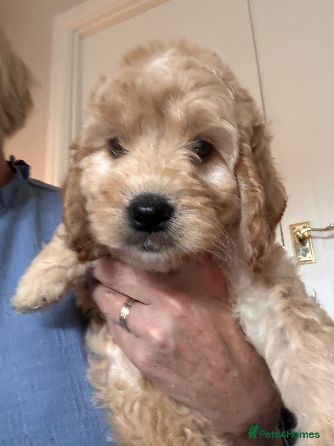 Irish Doodle dogs for sale: READY NOW! Miniature F1 Irish Doodles - Image 33
