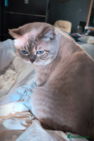 British Shorthair cats 💦PROVEN Stud‼️GCCF & TICA reg‼️🐾COLORPOINT🐾BSH in London - Advert 2