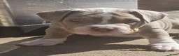 American Bully dogs for sale: Champion ABKC Line Bully Pups - Advert 6