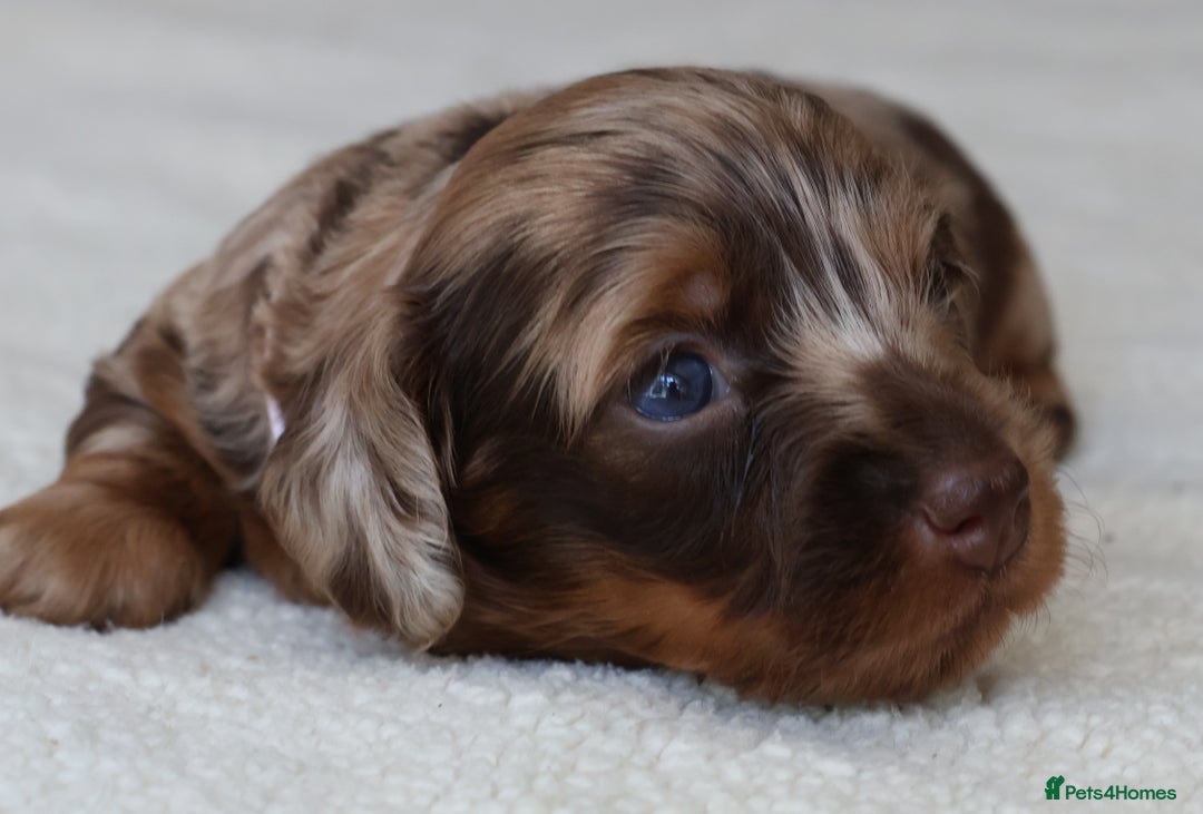 Miniature Dachshund dogs for sale: 5StarsLicensed+LongHaired+KC+PRAClear+VetChecked - Image 37