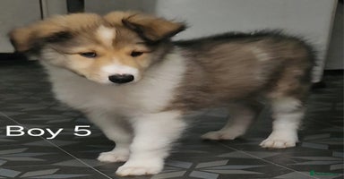Mixed Breed dogs - Advert 10