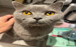 British Shorthair cats for sale: British shorthair kittens GCCF - Image 4
