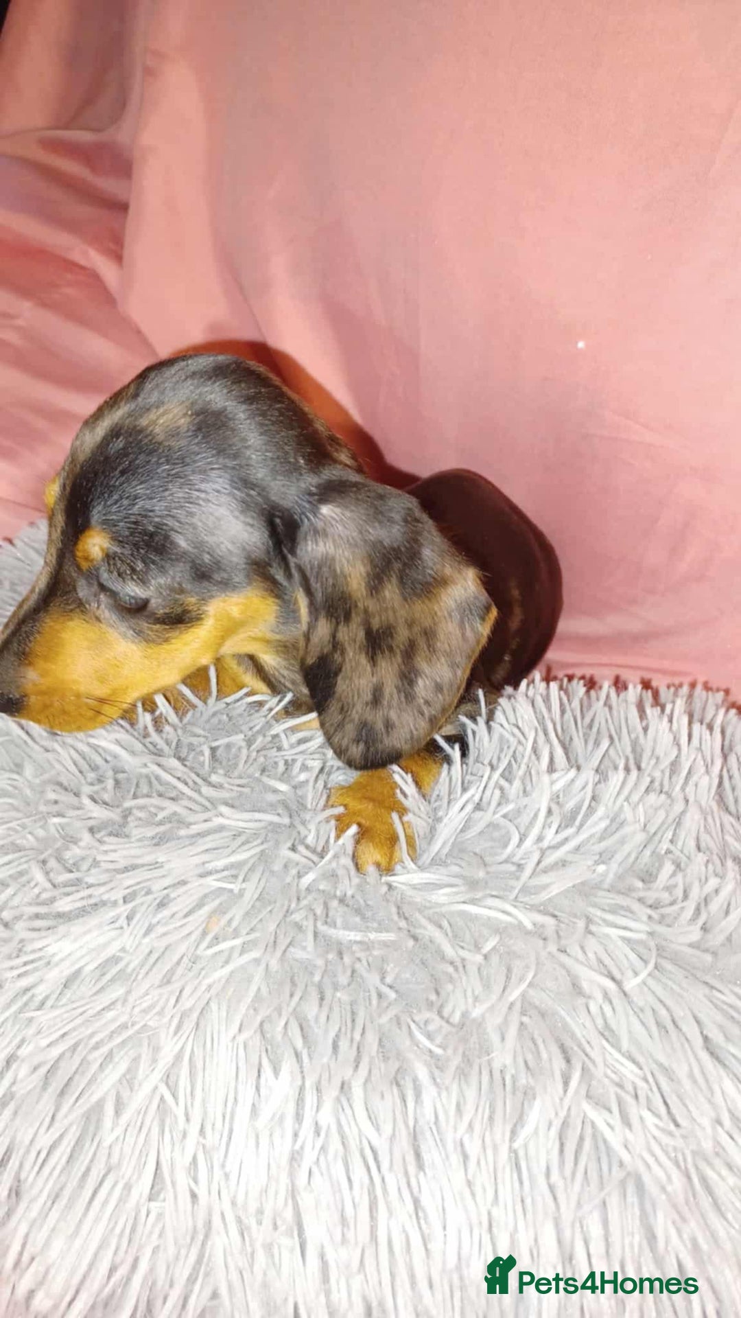 Dachshund dogs for sale: Dachshund puppies  - Advert 4