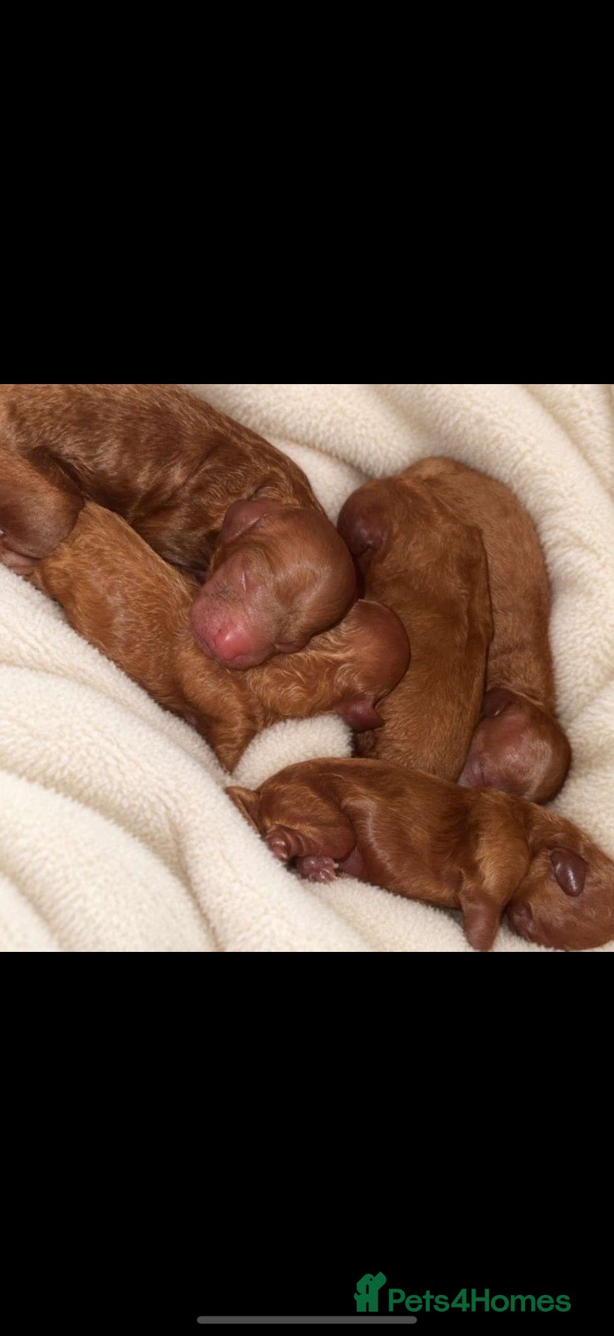 Toy Poodle dogs 4 red toy poodles for sale  - Advert 12