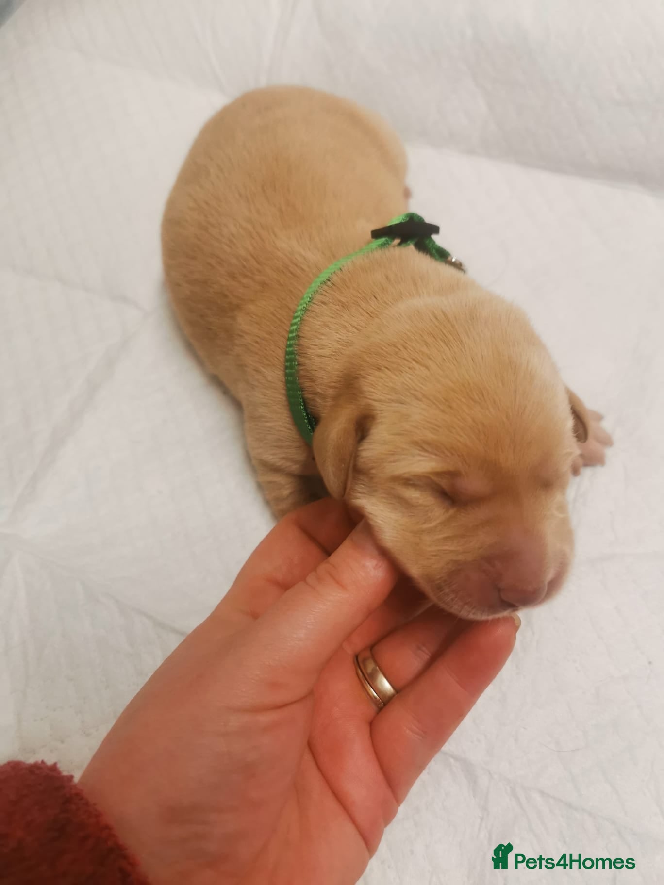 Labrador Retriever dogs KC Registered Fox Red and Black Labrador Puppies  - Advert 3