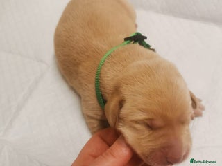 Labrador Retriever dogs KC Registered Fox Red and Black Labrador Puppies - Advert 1