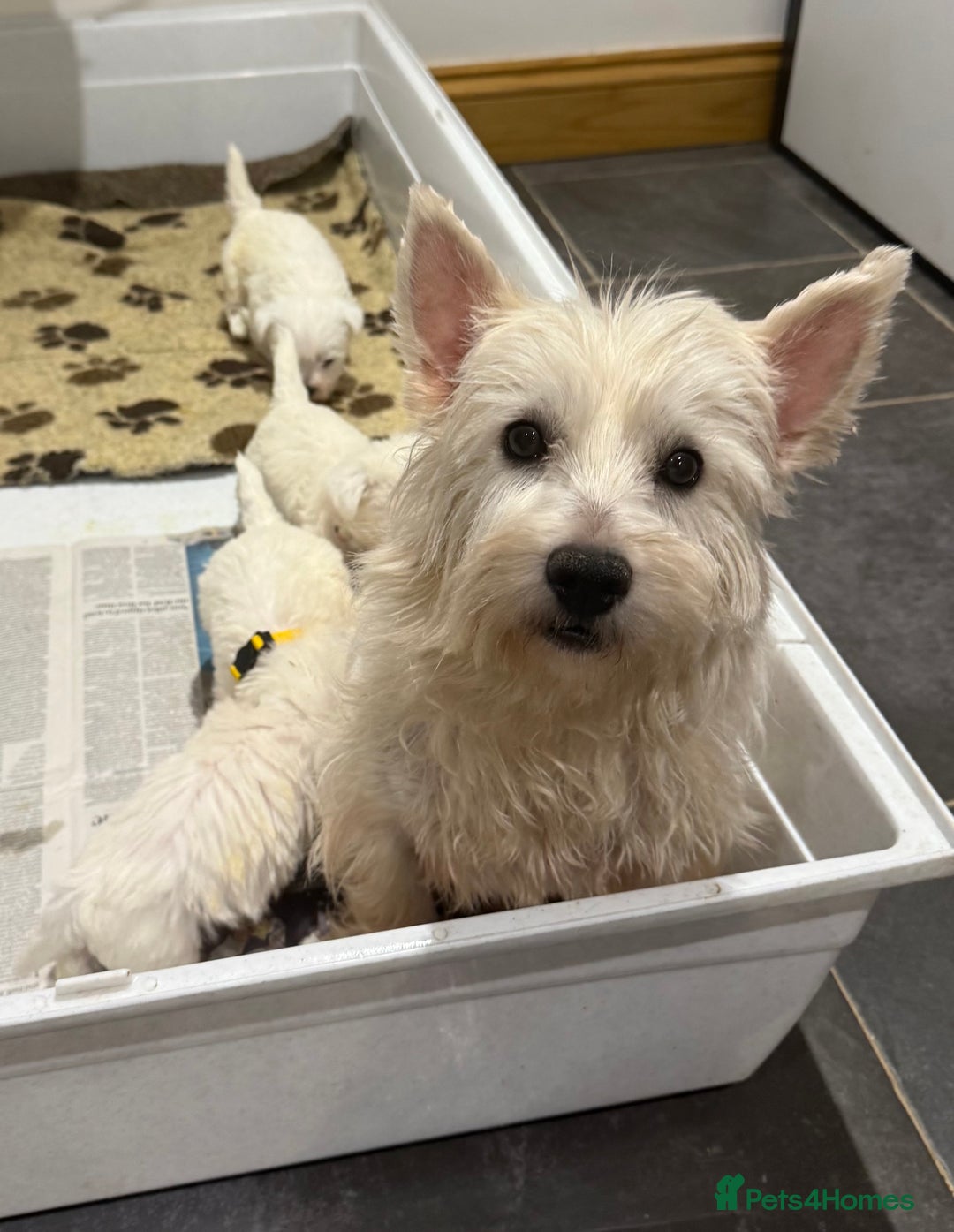 West Highland Terrier dogs for sale: KC REGISTERED Boys - Advert 9