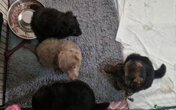 German Shepherd dogs for sale: KC REG GSD PUPPIES FULLY SCORED AND TESTED PARENTS - Image 26
