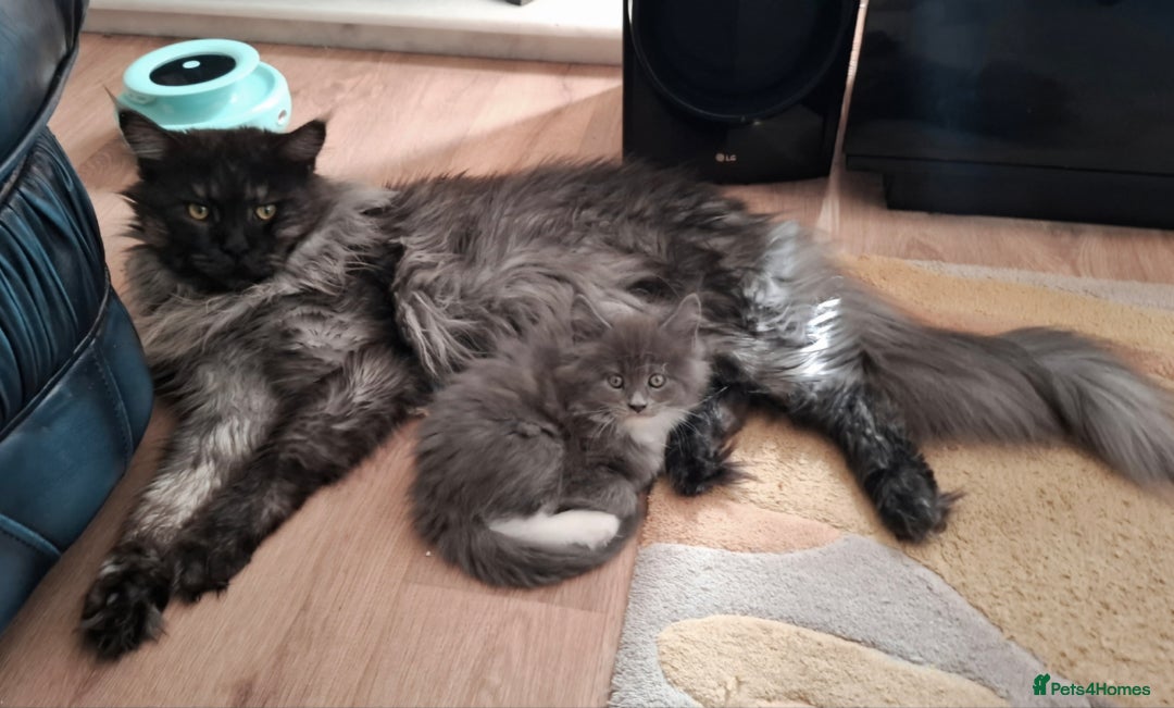Maine Coon cats for sale: Gorgeous Maine Coon Kittens-Champion Bloodlines - Image 30