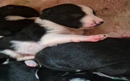Border Collie dogs for sale: Border Collie Pups - Image 1