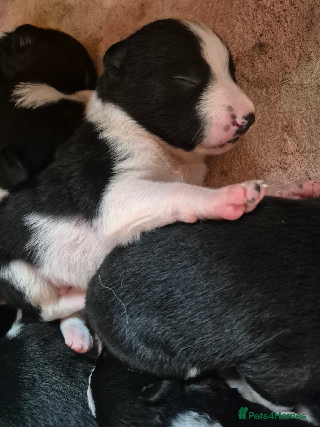 Border Collie dogs for sale: Border Collie Pups - Image 1