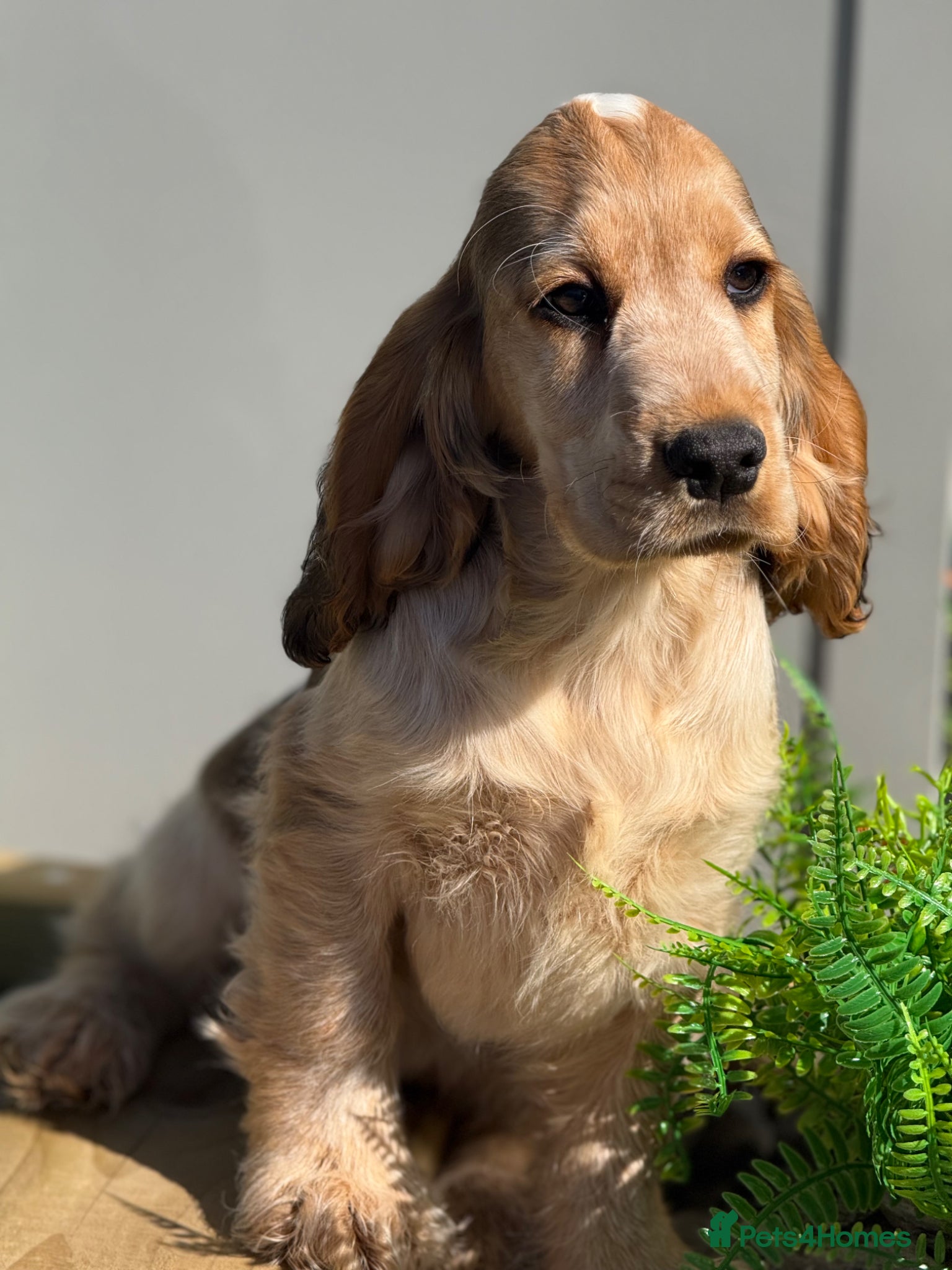 Cocker Spaniel dogs Stunning KC Show Cocker Spaniels ready now  - Advert 2