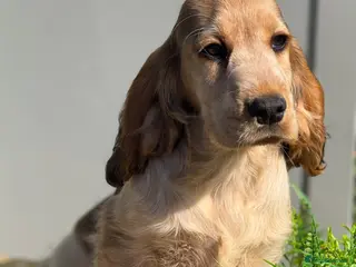 Cocker Spaniel dogs Stunning KC Show Cocker Spaniels ready now - Advert 2