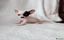 Chihuahua dogs for sale: Gorgeous Baby Chihuahua puppies  - Image 7