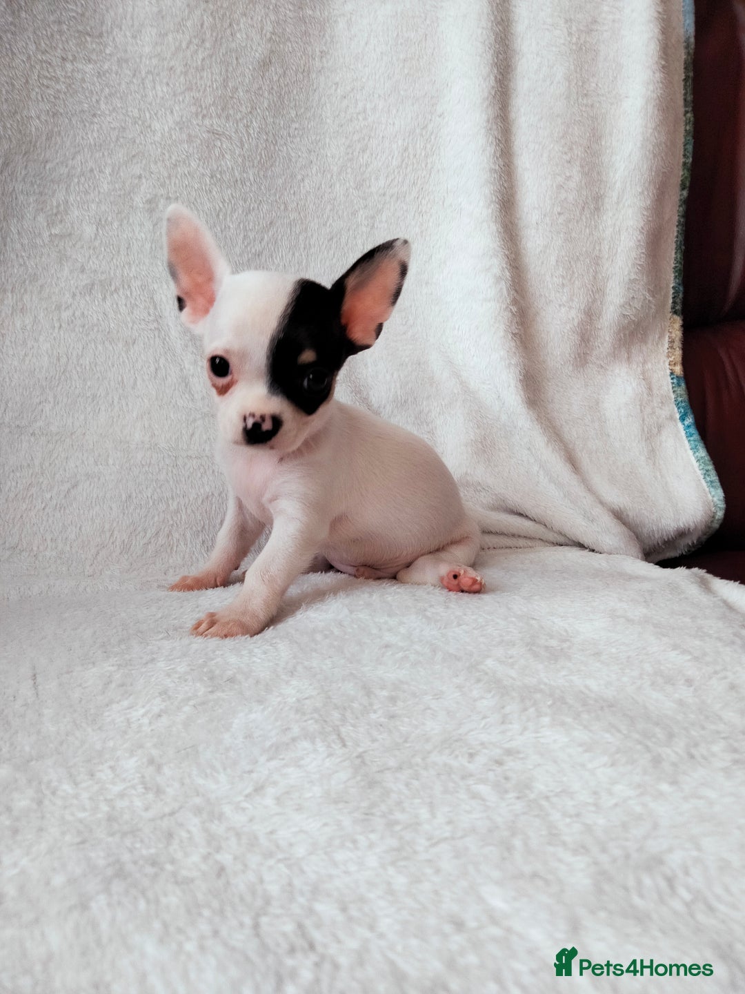Chihuahua dogs for sale: Gorgeous Baby Chihuahua puppies  - Image 7