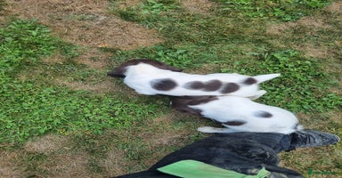 English Springer Spaniel dogs - Advert 1