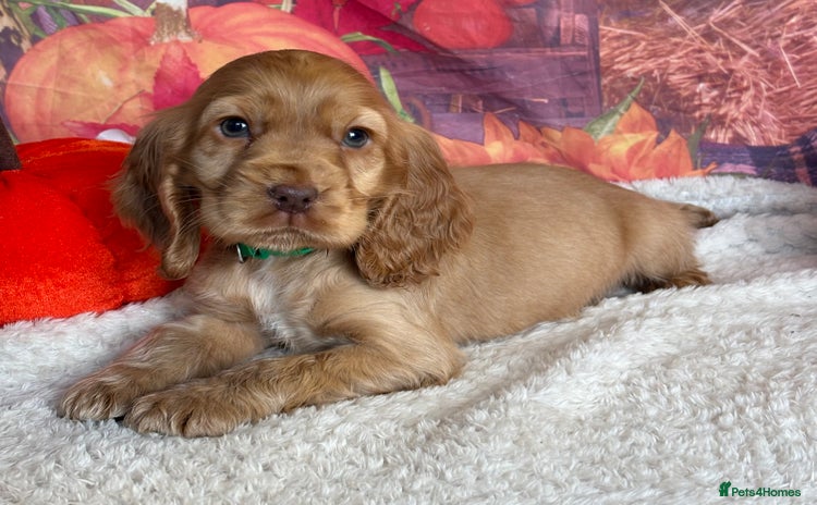 Cocker Spaniel dogs - Advert 3