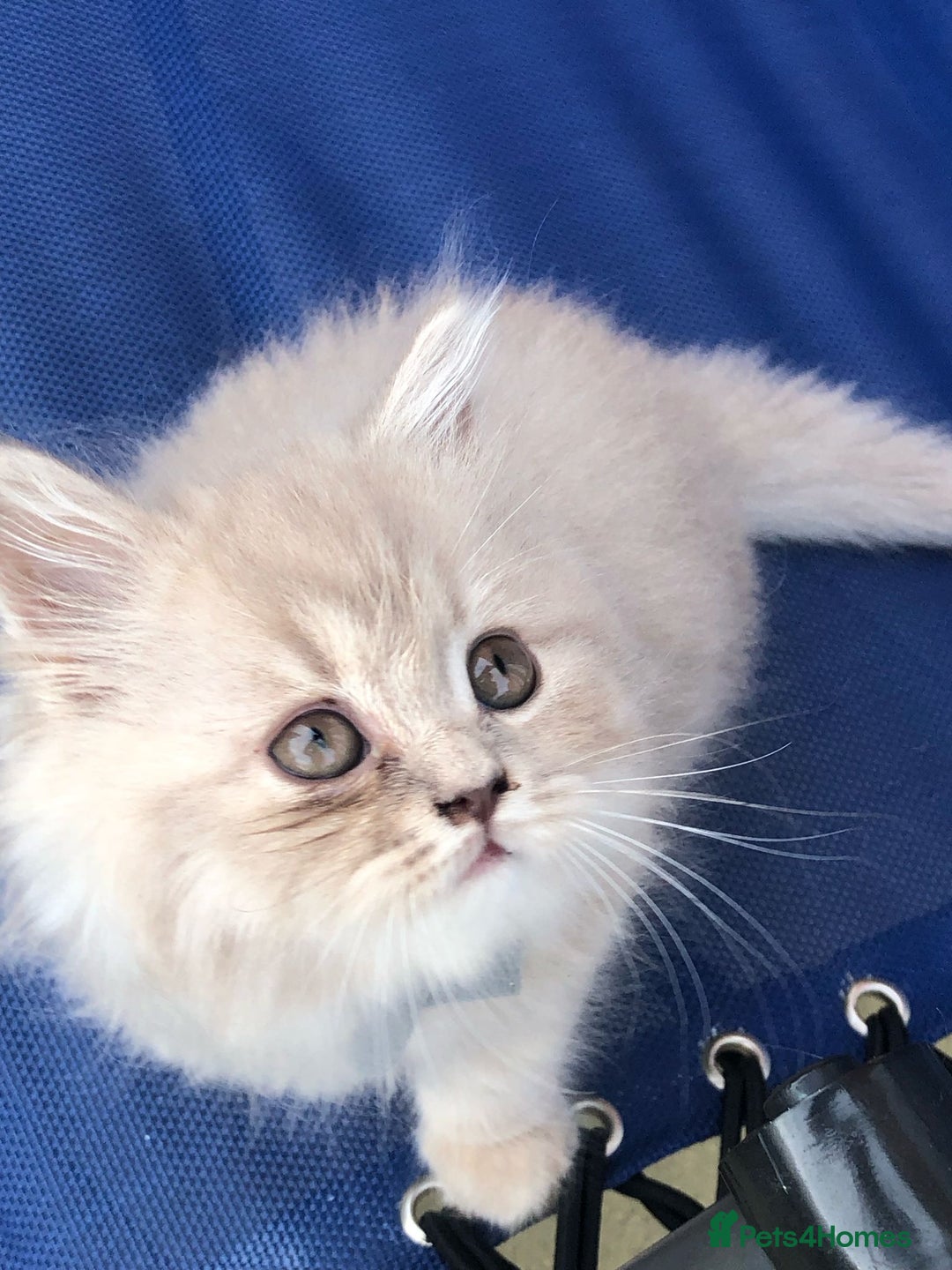 British Longhair cats for sale: 3 X BLH Haired kittens, READY NOW - Image 13
