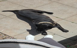 Mixed Breed dogs for sale: English Terrier/Cane Corso 2 year old. - Image 5