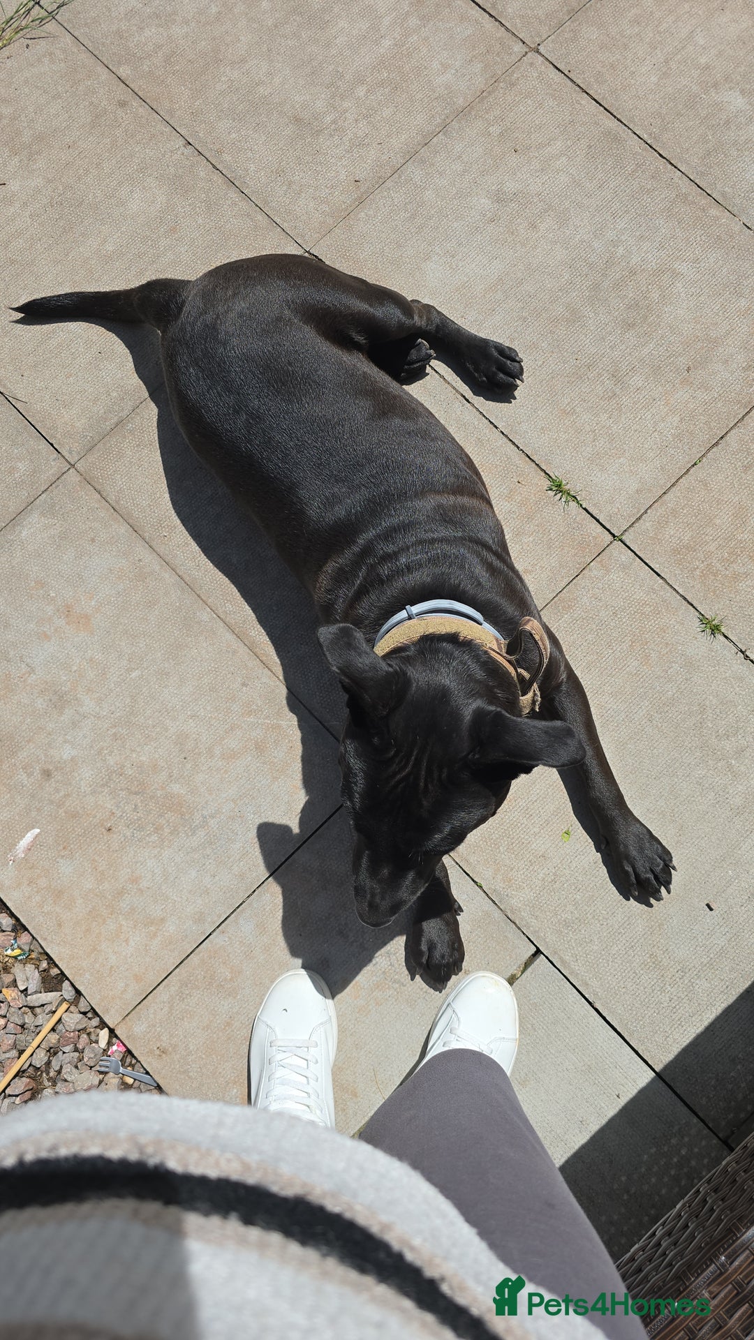 Mixed Breed dogs for sale: English Terrier/Cane Corso 2 year old. - Image 5
