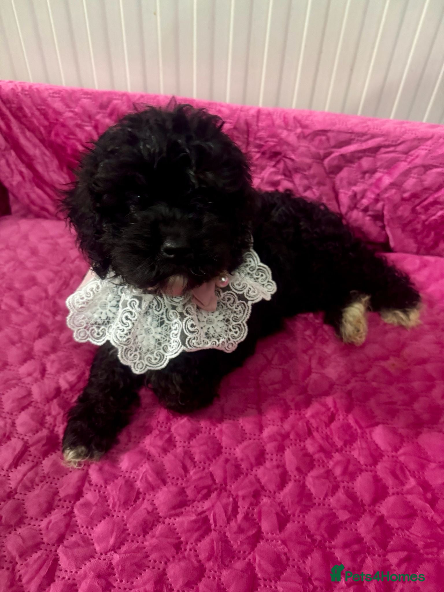 Cavapoo dogs F1 Cavapoos, extensively health tested parents  - Advert 2