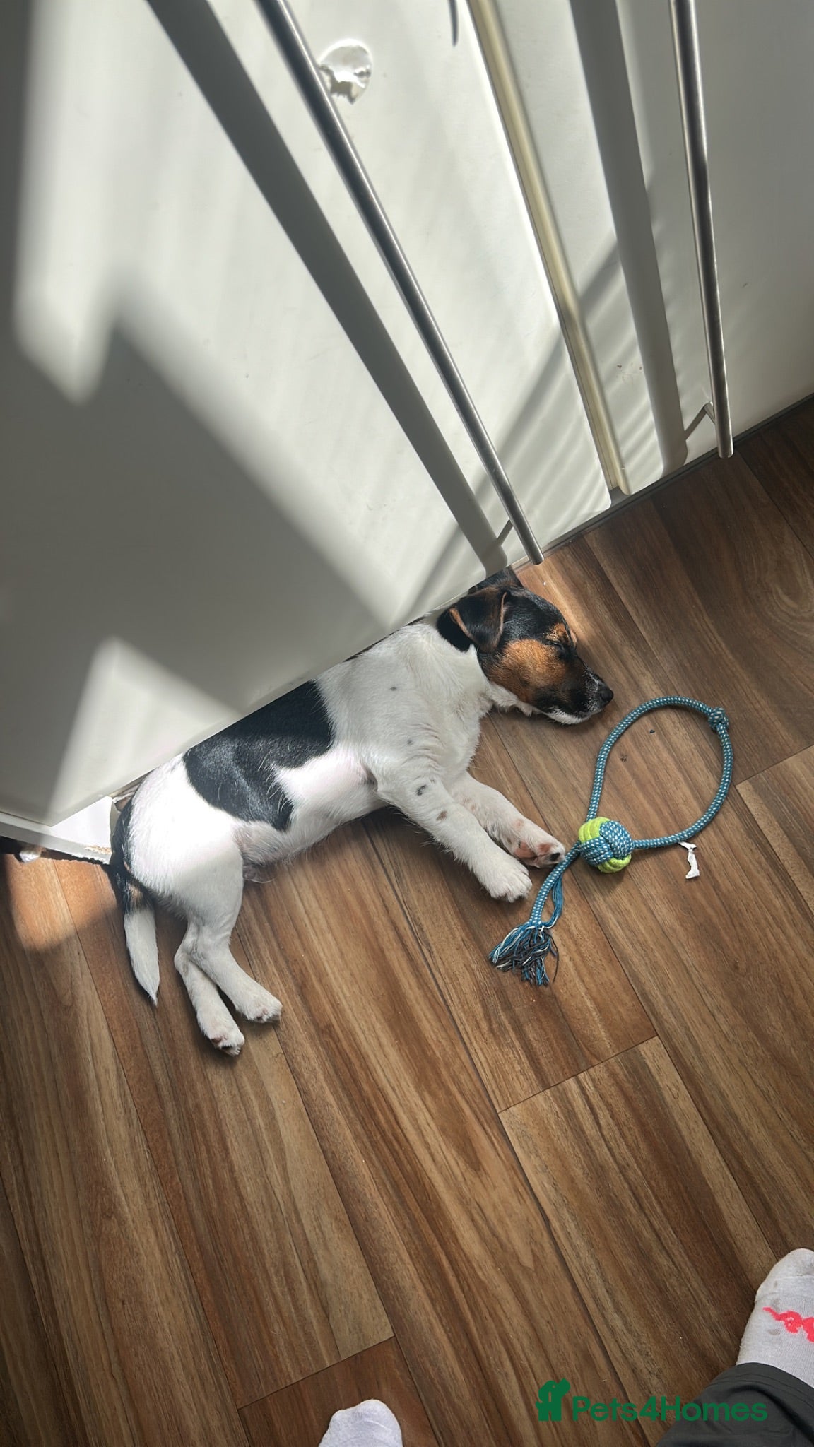 Jack Russell dogs Tucker - Advert 4