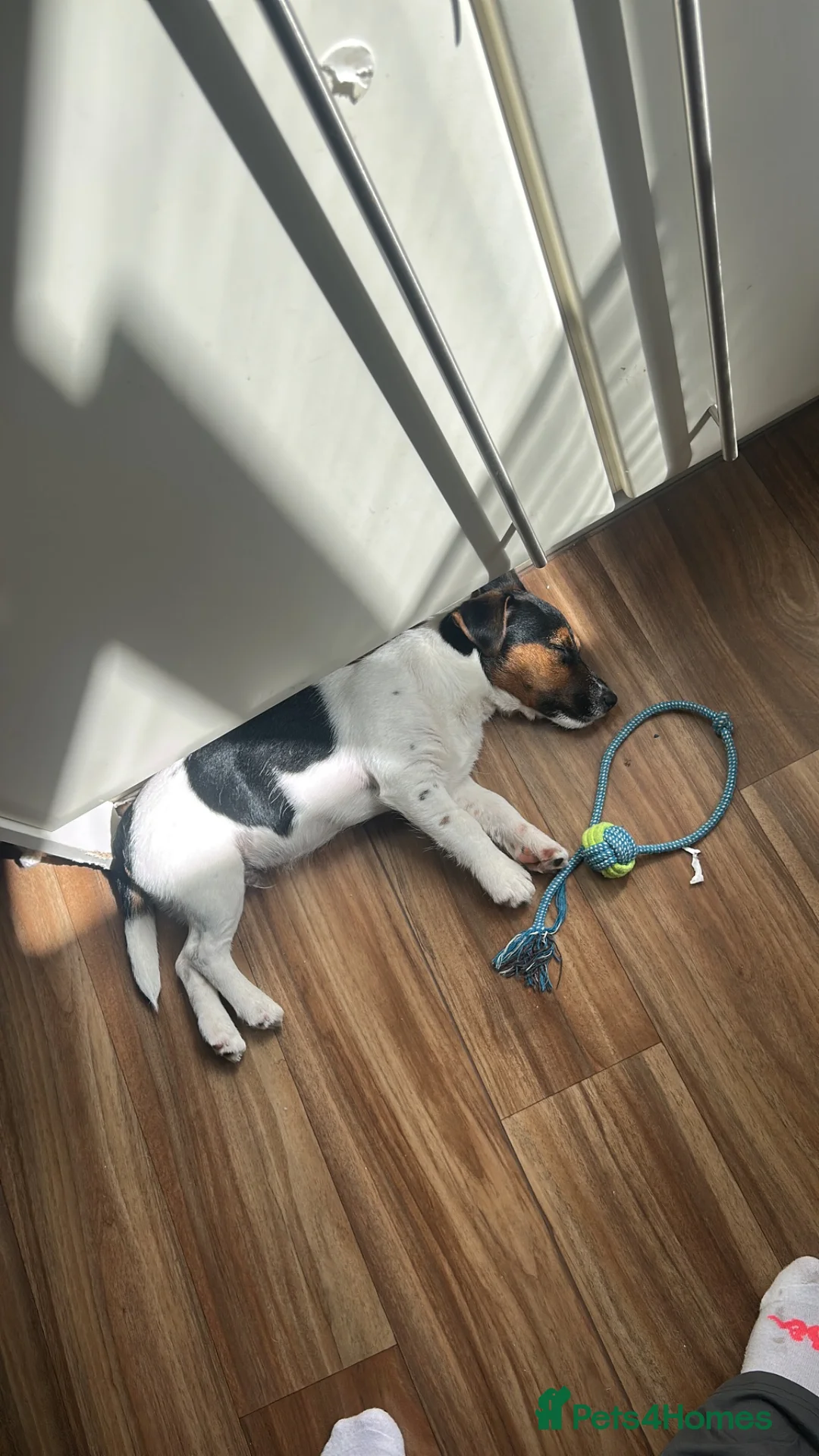 Jack Russell dogs for sale: Tucker in Rickmansworth - Advert 1