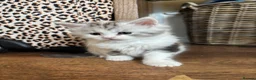Maine Coon cats for sale: Stunning litter of Maine coon babies!  - Advert 18