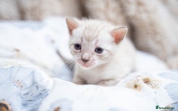 Bengal cats for sale: 3 Snow Bengal Boys-Gorgeous-TICA-Ready in November - Image 26