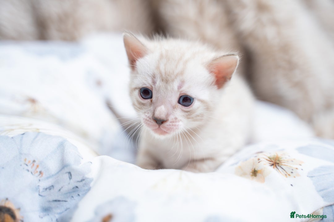 Bengal cats for sale: 3 Snow Bengal Boys-Gorgeous-TICA-Ready in November - Image 26
