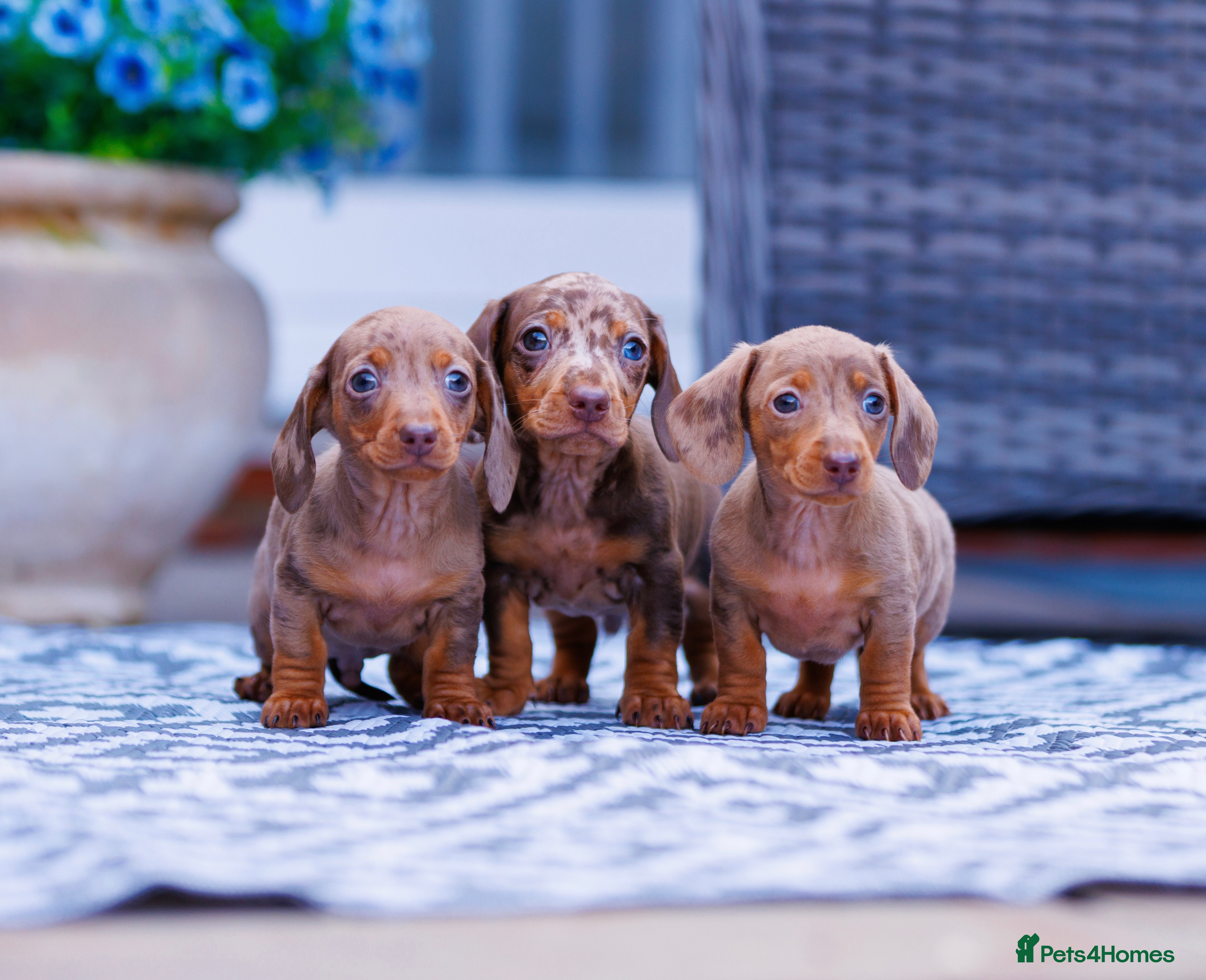Miniature Dachshund dogs Top Tier Miniature Dachshunds for sale! - Advert 16