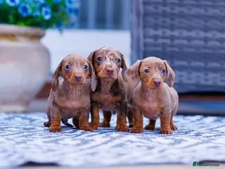 Miniature Dachshund dogs Top Tier Miniature Dachshunds for sale! - Advert 5