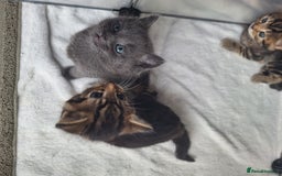 British Shorthair cats for sale: Happy Ragdoll British Short Haired Cross - Image 1