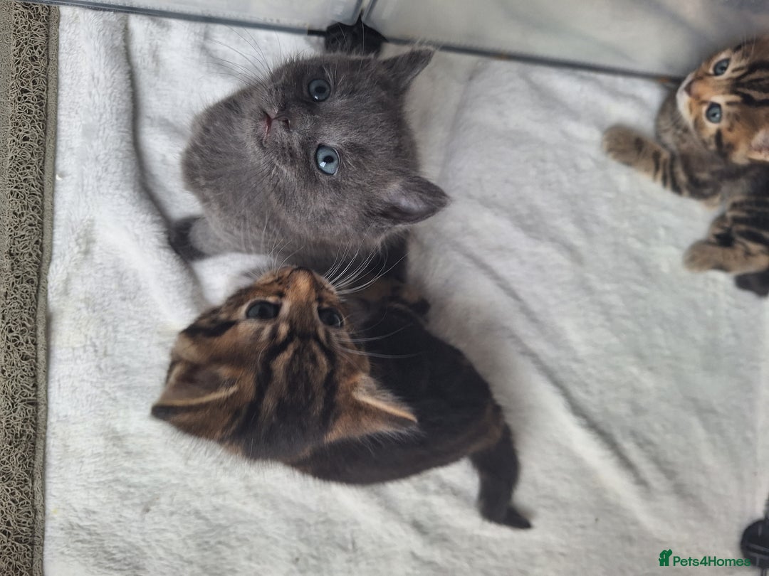 British Shorthair cats for sale: Happy Ragdoll British Short Haired Cross - Image 1