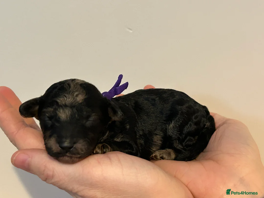 Miniature Poodle dogs for sale: Beautiful Merle Miniature Poodles in Crowborough - Advert 9