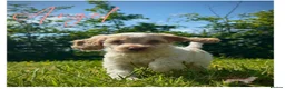 Cockapoo dogs for sale: Beautiful Health Tested F1 Cockapoo Puppies - Advert 1
