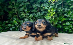 Dachshund dogs for sale: Beautiful miniature dashund  - Image 4